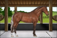 Horse Color:Silver Bay Rabicano