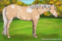Horse Color:White Spotted Silver Amber Champagne 