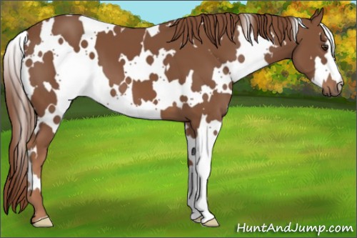 Horse Color:White Spotted Chestnut