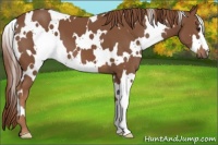 Horse Color:White Spotted Chestnut