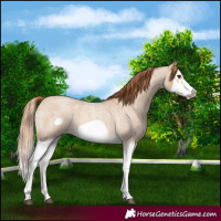 Horse Color:Red Dun Roan Splash Frame Rabicano 