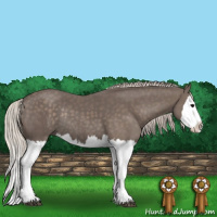 Horse Color:Silver Black Splash Rabicano 