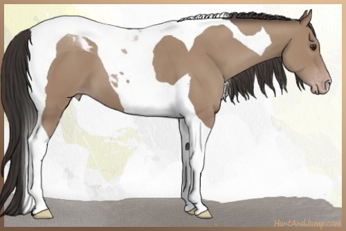 Horse Color:Classic Champagne Tobiano 