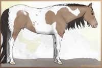 Horse Color:Classic Champagne Tobiano 