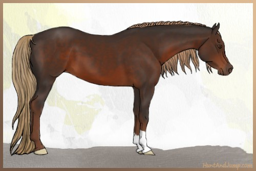 Horse Color:Liver Chestnut 