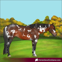 Horse Color:White Spotted Brown 