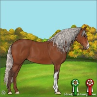 Horse Color:Silver Bay 