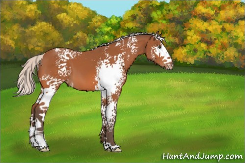Horse Color:White Spotted Silver Bay Appaloosa 