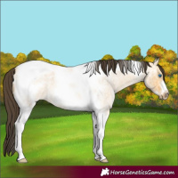 Horse Color:Buckskin Ice Roan Dun Tobiano Frame 