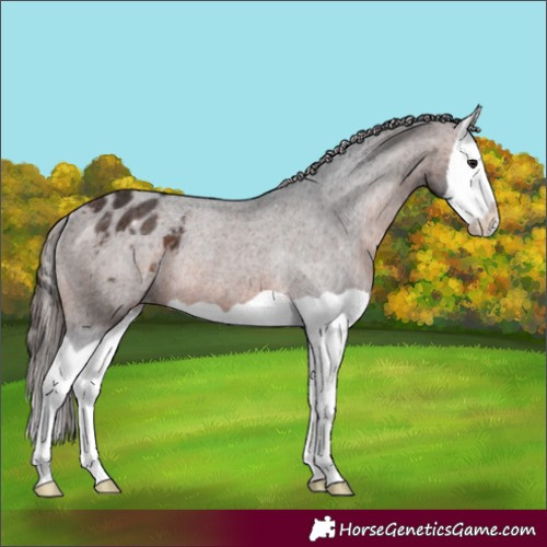 Horse Color:Brown Splash Appaloosa Rabicano 