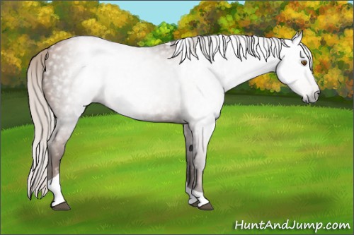Horse Color:Gray Silver Black Pearl Tobiano