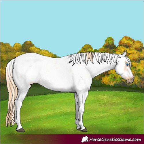 Horse Color:Chestnut Sabino Frame 