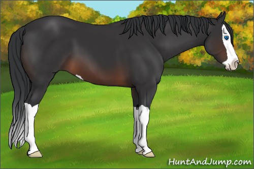 Horse Color:Brown Splash 