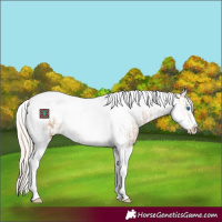 Horse Color:Chocolate Palomino Pearl Tobiano Frame  and Chocolate Palomino Pearl Tobiano Frame Appaloosa 