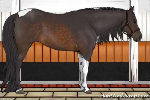 Horse Color:Buckskin Tobiano