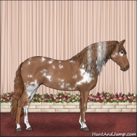 Horse Color:White Spotted Chestnut Rabicano 