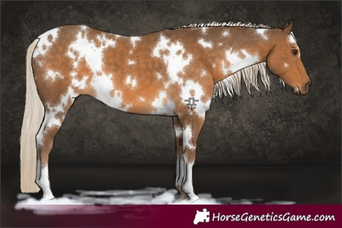 Horse Color:White Spotted Chocolate Palomino 