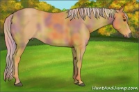 Horse Color:Nacre Palomino 