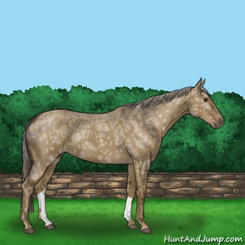 Horse Color:Chocolate Palomino Ice Dun 
