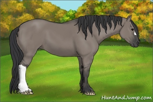 Horse Color:Grullo 