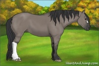 Horse Color:Grullo 
