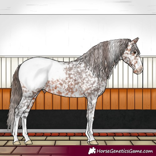 Horse Color:Bay Appaloosa 