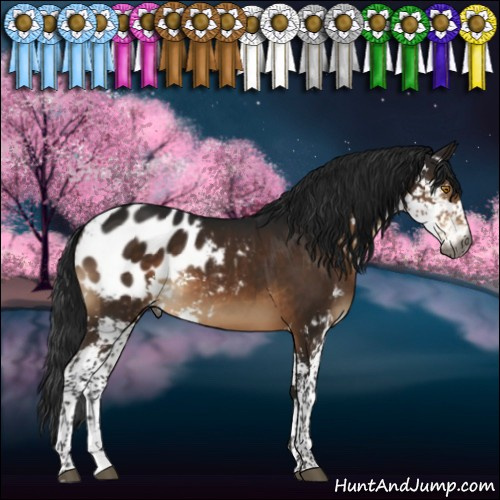 Horse Color:Gray Brown Sabino Appaloosa 