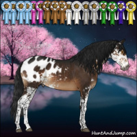 Horse Color:Gray Brown Sabino Appaloosa