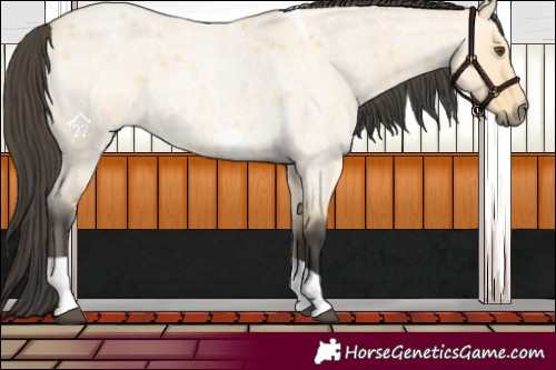 Horse Color:Buckskin Roan Dun Tobiano 