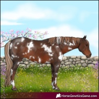Horse Color:White Spotted Liver Chestnut 