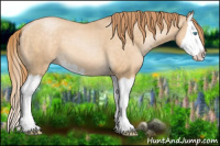 Horse Color:Buckskin Pearl Splash 