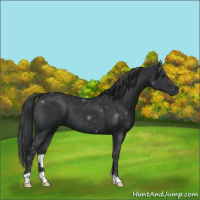 Horse Color:Black 
