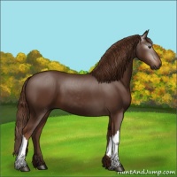Horse Color:Gray Chestnut 