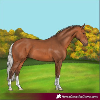 Horse Color:Silver Bay 