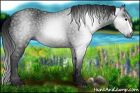 Horse Color:Gray Black 