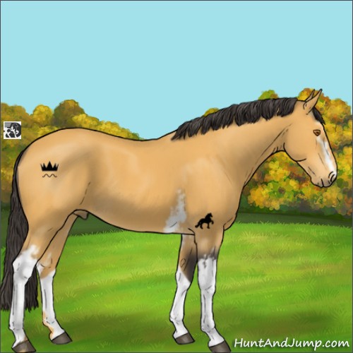 Horse Color:White Spotted Buckskin 