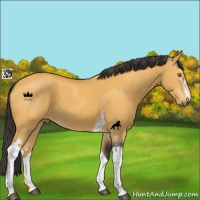 Horse Color:White Spotted Buckskin