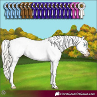 Horse Color:Chocolate Palomino Pearl Sabino
