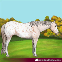 Horse Color:Bay Ice Appaloosa