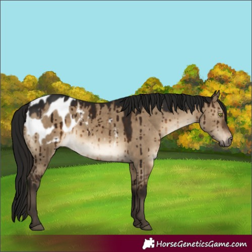 Horse Color:Gray Brown Dun Appaloosa Brindle 