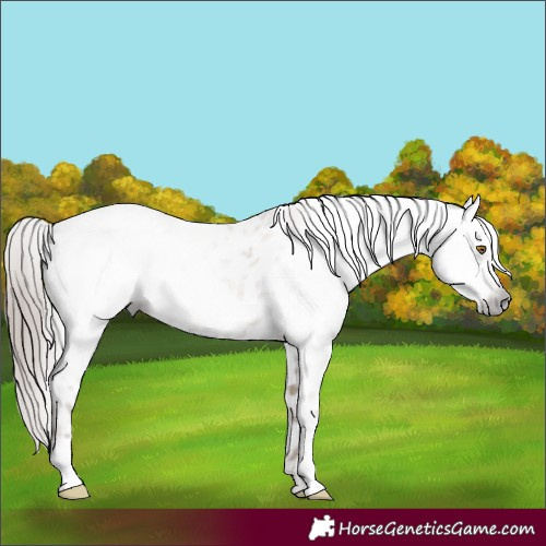 Horse Color:Gray Classic Champagne Ice Roan Dun Frame Near Leopard Rabicano 