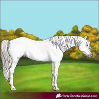 Horse Color:Gray Classic Champagne Ice Roan Dun Frame Appaloosa Rabicano 