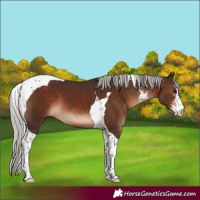 Horse Color:Silver Brown Sabino Tobiano