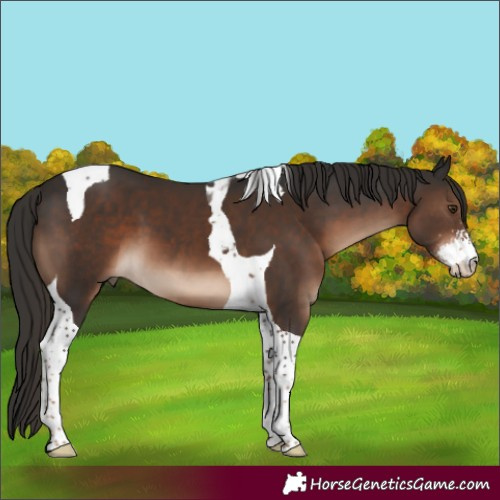 Horse Color:Liver Chestnut Sabino Tobiano 