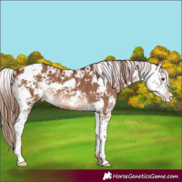 Horse Color:Chestnut Sabino