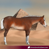 Horse Color:Silver Brown Sabino Splash