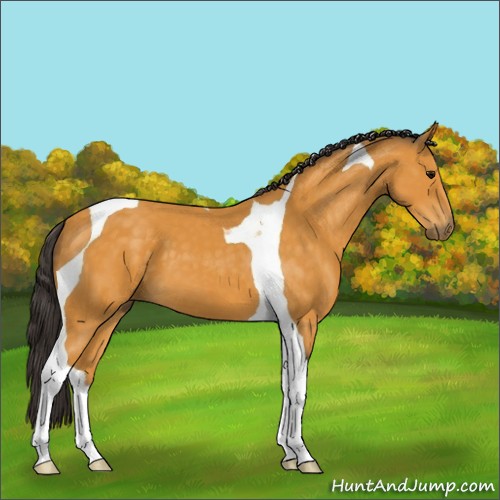 Horse Color:Buckskin Tobiano 