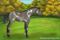 Horse Color:White Spotted Grullo
