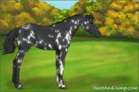 Horse Color:White Spotted Black