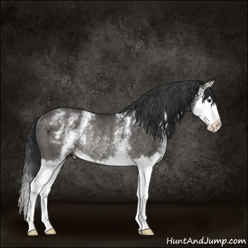 Horse Color:White Spotted Black Splash Rabicano